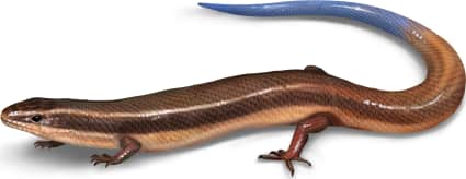 Mole Skink — Bluetail Mole Skink