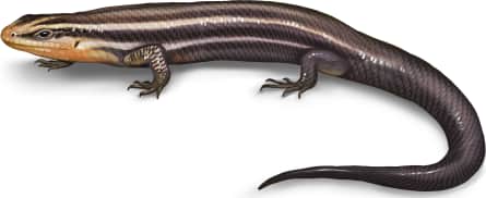 Four-lined Skink