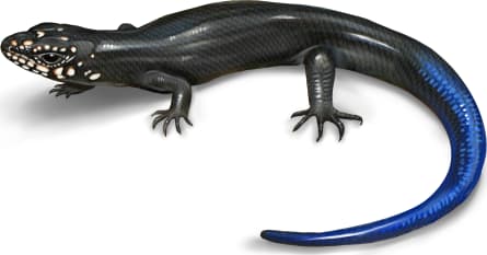 Great Plains Skink — Juvenile