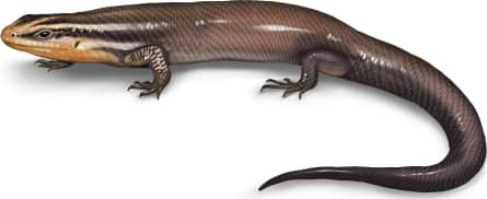 Four-lined Skink — Short-lined Skink