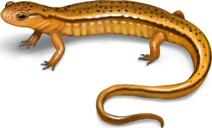 Southern Two-lined Salamander