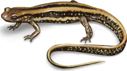 Three-lined Salamander