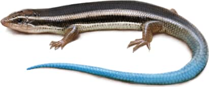 Gilbert's Skink — Juvenile