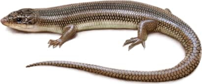 Gilbert's Skink — Variegated Skink