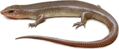 Gilbert's Skink