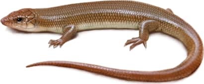 Gilbert's Skink — Western Red-tailed Skink
