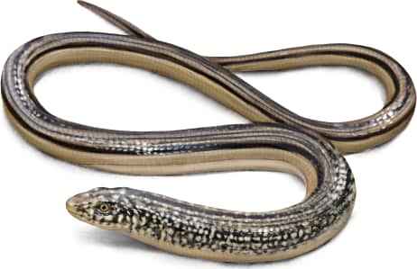 Island Glass Lizard
