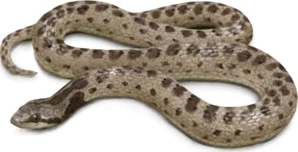 Chihuahuan Nightsnake