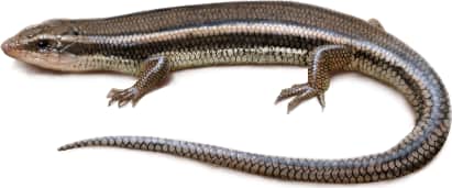 Western Skink — Coronado Skink