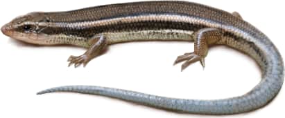 Western Skink