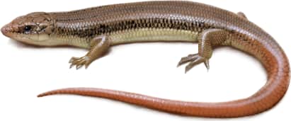 Gilbert's Skink — Northern Brown Skink