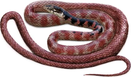 Coachwhip — Red racer