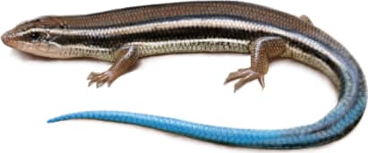 Western Skink — Juvenile