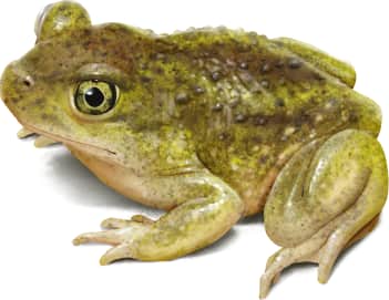 Hurter's Spadefoot