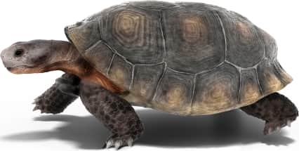 Gopher Tortoise