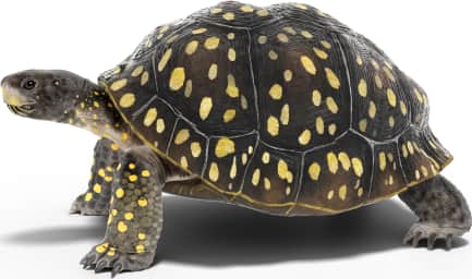Common Box Turtle — Gulf Coast Box Turtle