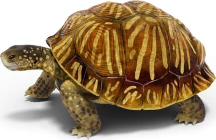 Ornate Box Turtle — Desert box turtle