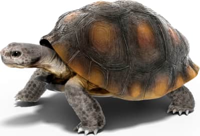 Sonoran Desert Tortoise