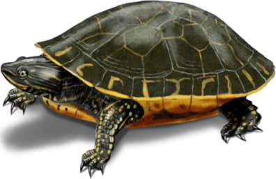 Chicken Turtle