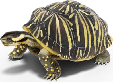 Common Box Turtle — Florida box turtle