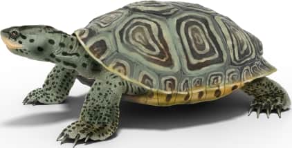 Diamondback Terrapin — Northern Diamondback Terrapin