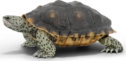 Diamondback Terrapin — Mississippi Diamondback Terrapin