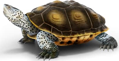 Diamondback Terrapin — Florida East Coast Diamondback Terrapin