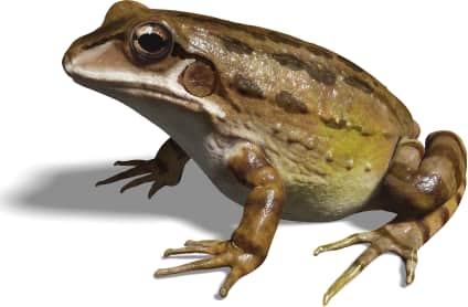 Mexican White-lipped Frog