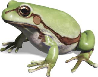Arizona Tree Frog