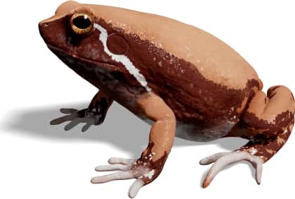 Sheep Frog