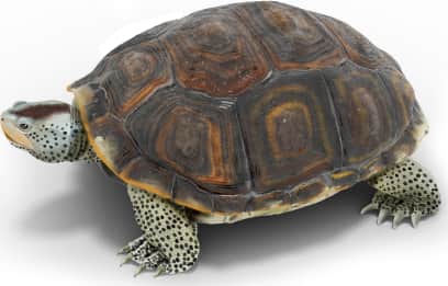 Diamondback Terrapin — Texas Diamondback Terrapin