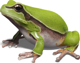 Pine Barrens Tree Frog