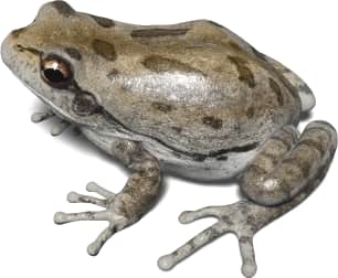 Pine Woods Tree Frog