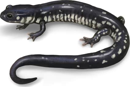 Louisiana Slimy Salamander