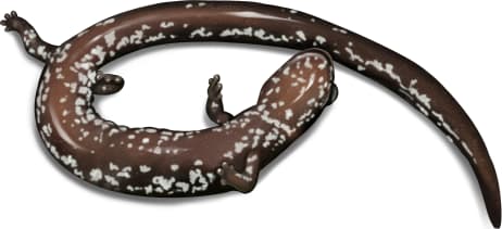 Oregon Slender Salamander