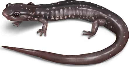 Southern Appalachian Salamander