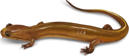 Patch-nosed Salamander — Female Patch-nosed Salamander