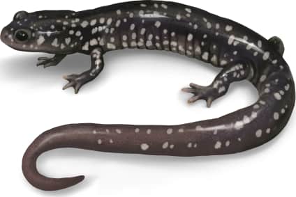 Southeastern Slimy Salamander