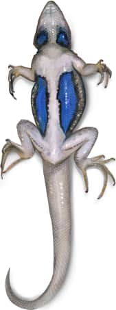Plateau Fence Lizard