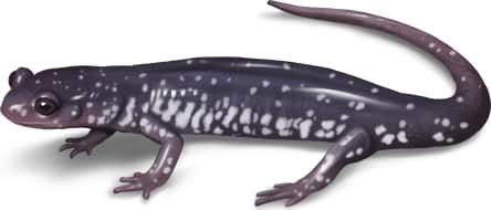 Cumberland Plateau Salamander