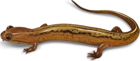 Patch-nosed Salamander