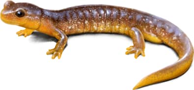 Columbia Torrent Salamander