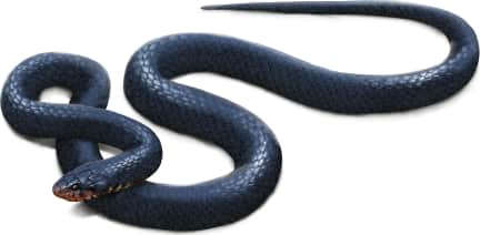 Eastern Indigo Snake
