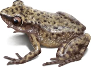 Rio Grande Chirping Frog