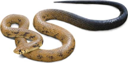 Central American Indigo Snake