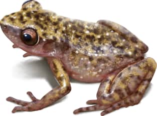 Spotted Chirping Frog