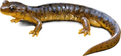 Southern Torrent Salamander