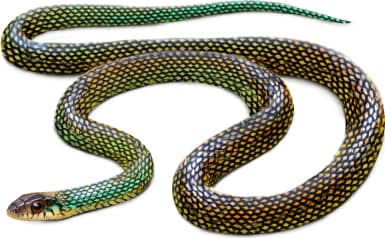 Speckled Racer