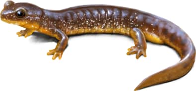 Olympic Torrent Salamander