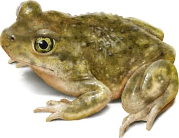 Couch's Spadefoot